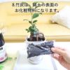 おもしろい樹形のガジュマル 4号 プチ栽培セット 