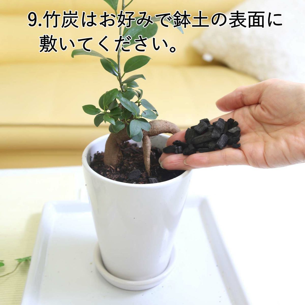 おもしろい樹形のガジュマル 4号 プチ栽培セット 