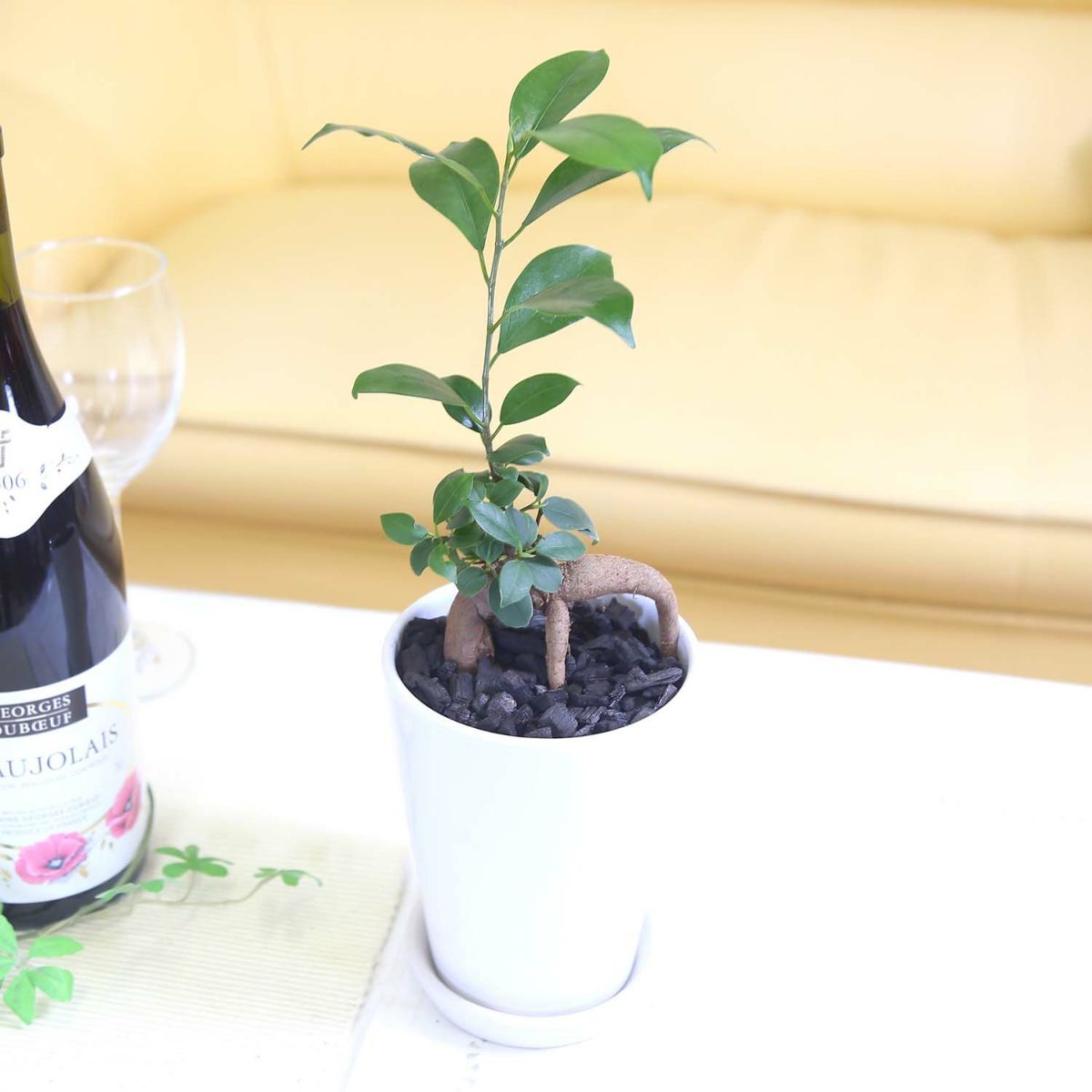 おもしろい樹形のガジュマル 4号 プチ栽培セット 