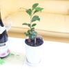 おもしろい樹形のガジュマル 4号 プチ栽培セット 