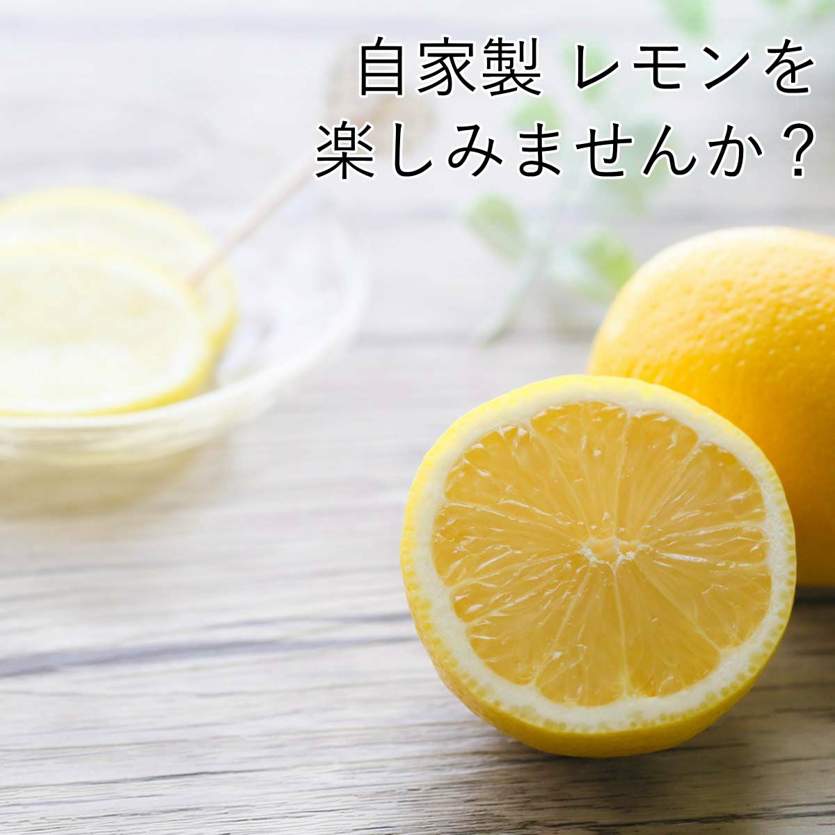 レモンの木 7号 セラアートプラスチック