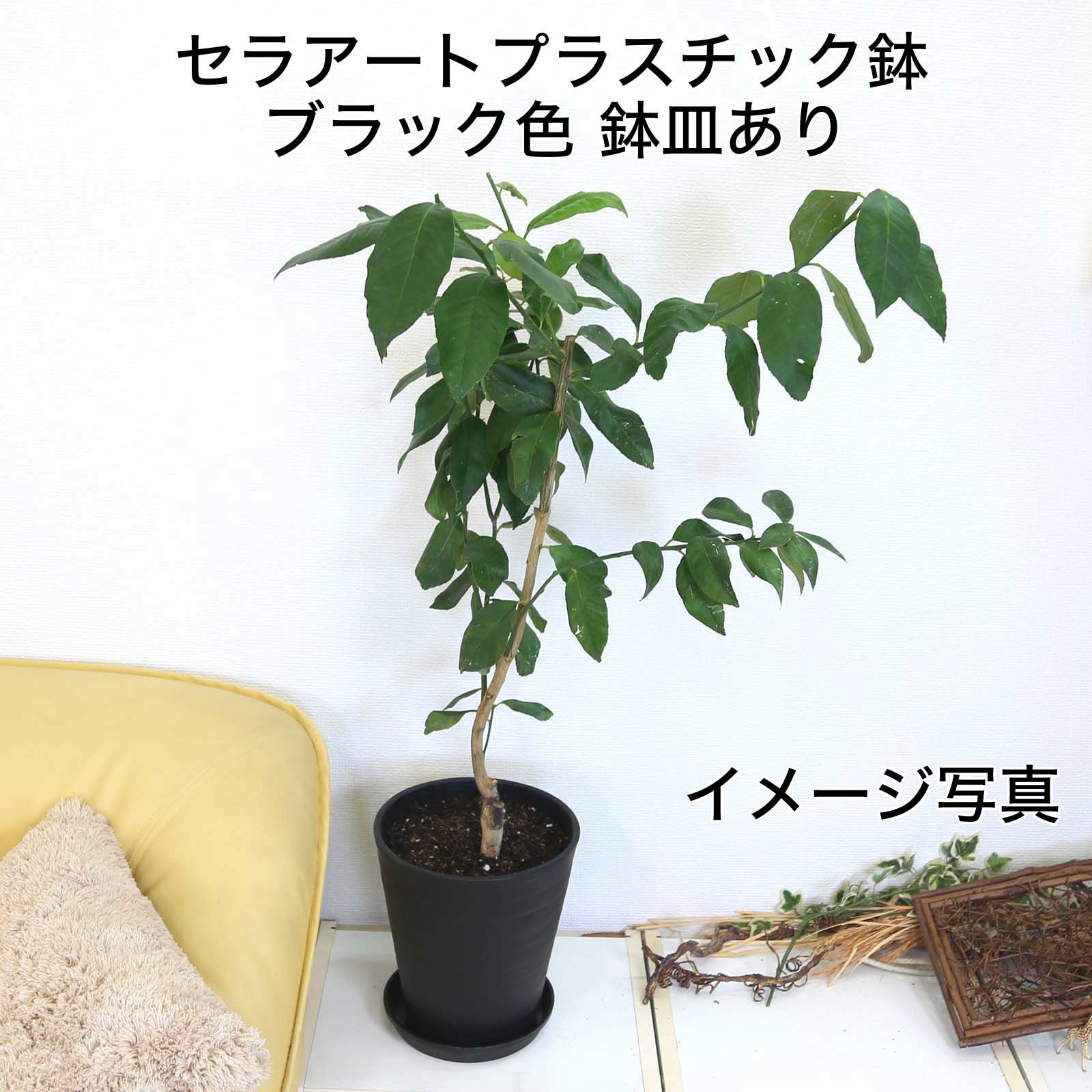 レモンの木 7号 セラアートプラスチック