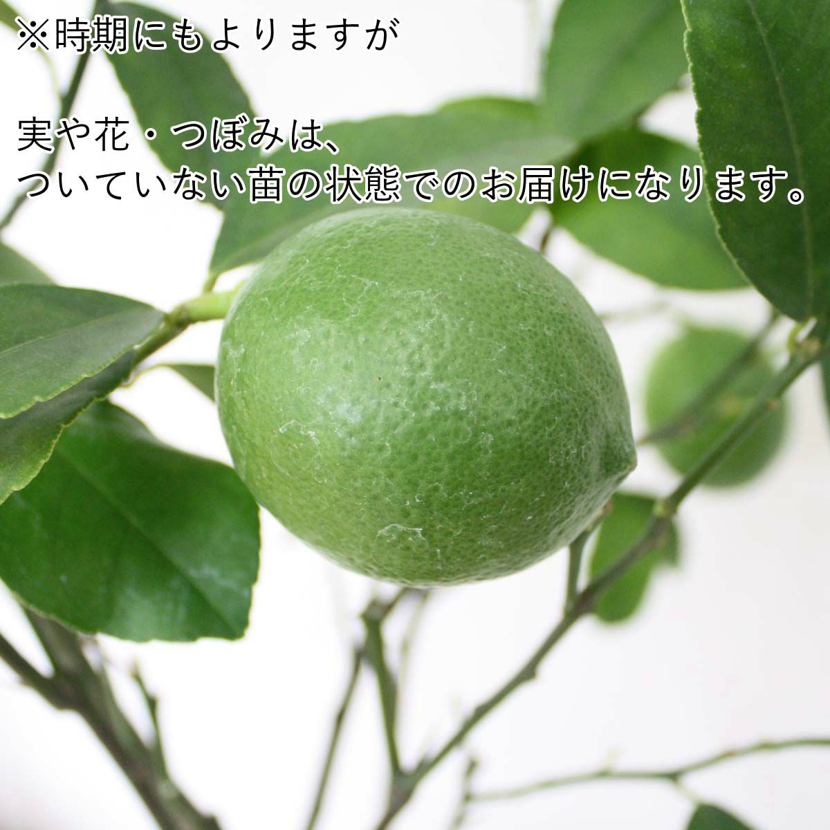 レモンの木 7号 セラアートプラスチック