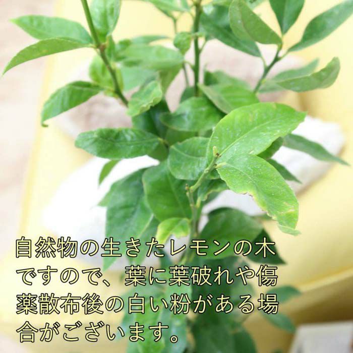 レモンの木 7号 セラアートプラスチック