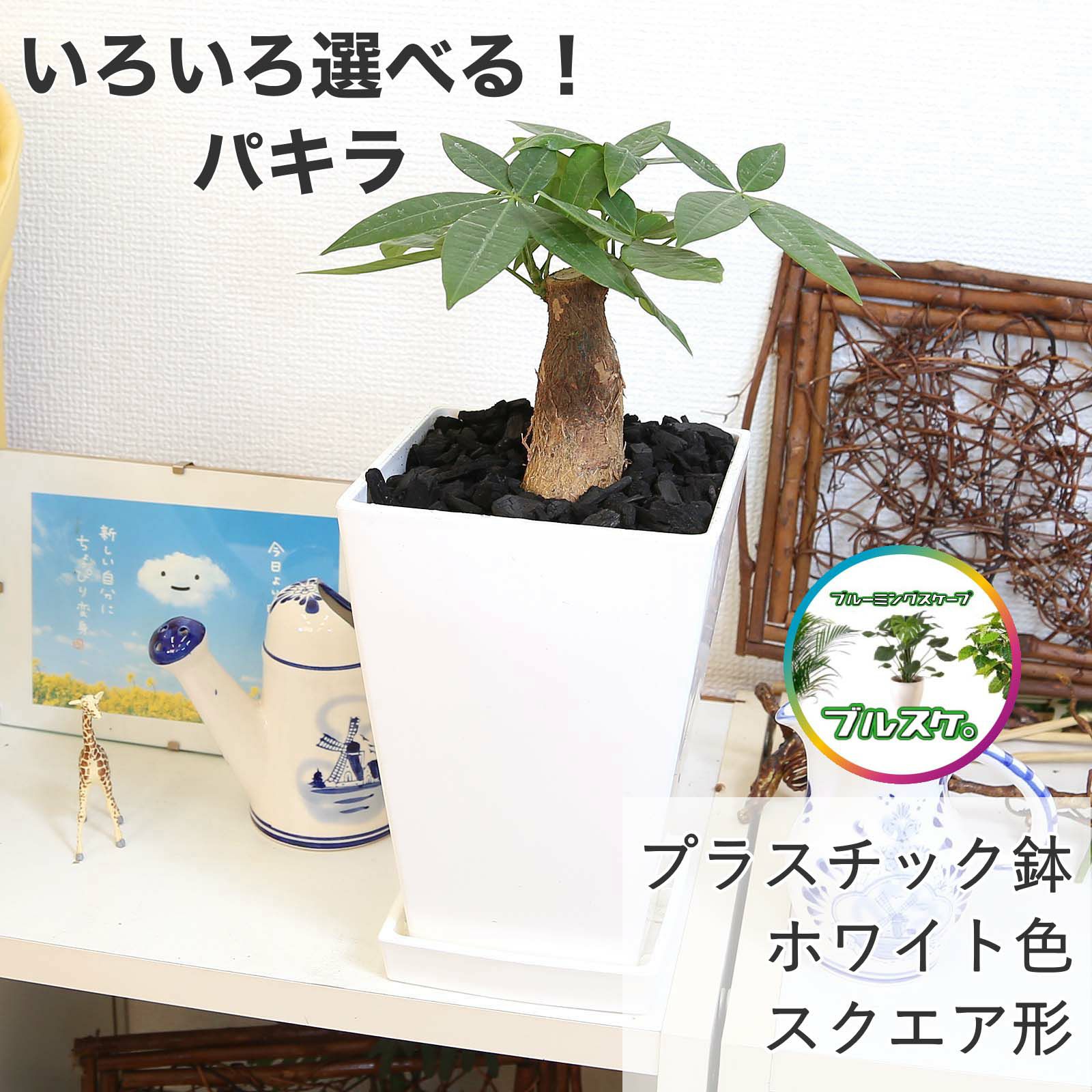  パキラ 5号 ホワイトスクエア鉢＋鉢皿（受け皿）付き 1鉢