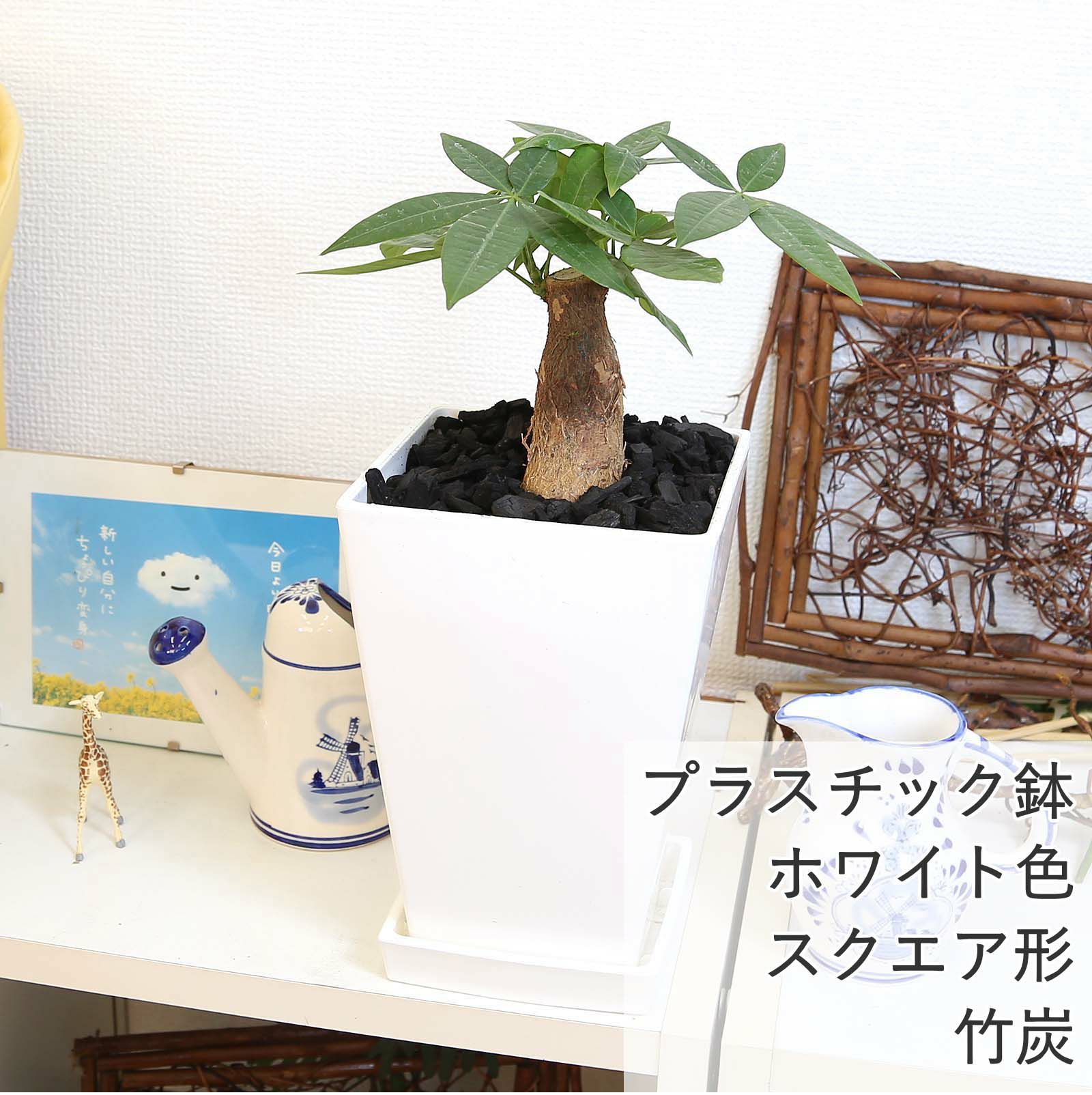 パキラ 5号 スクエアホワイトプラスチック鉢 竹炭