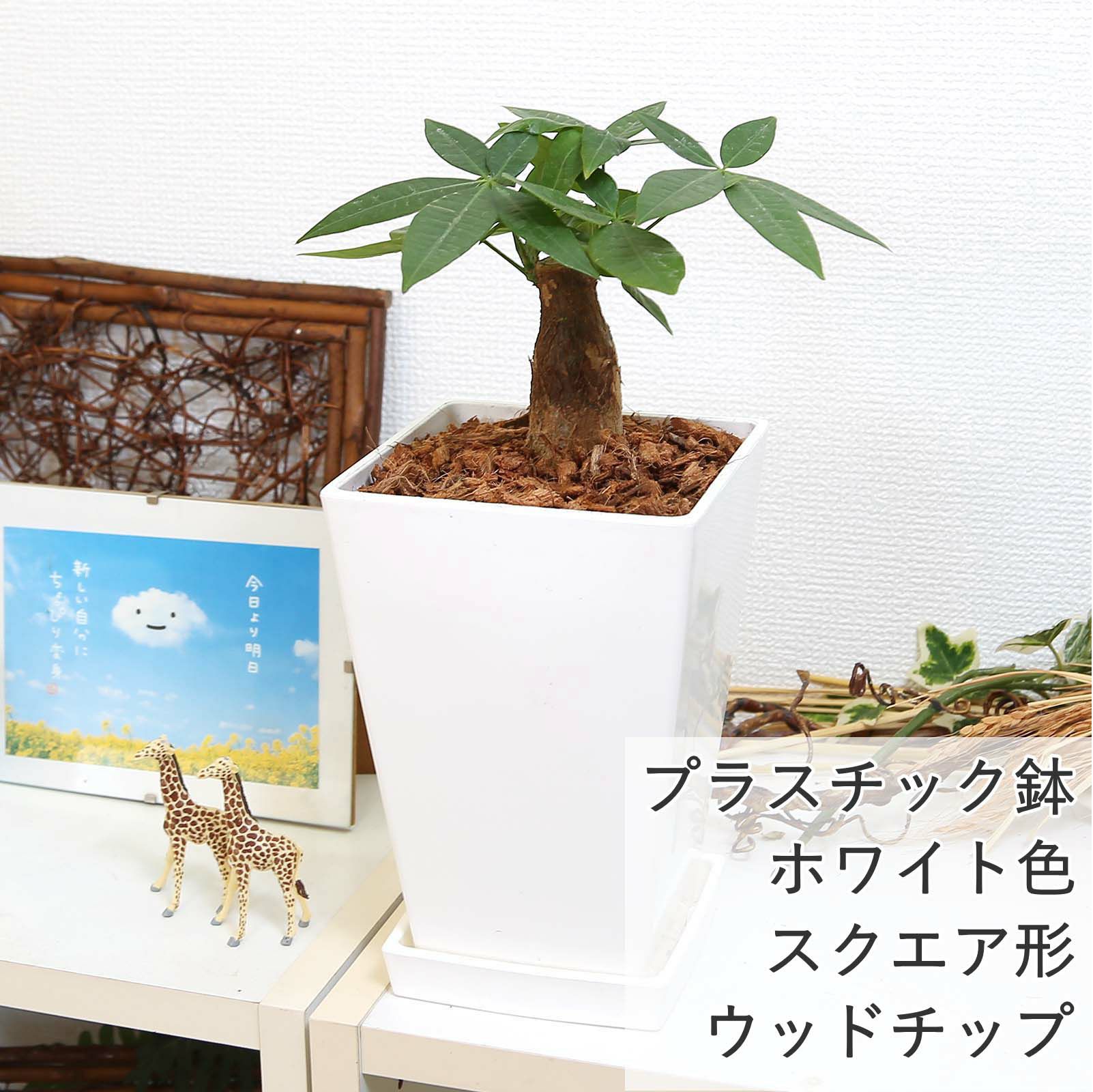 パキラ 5号 スクエアホワイトプラスチック鉢 ウッドチップ