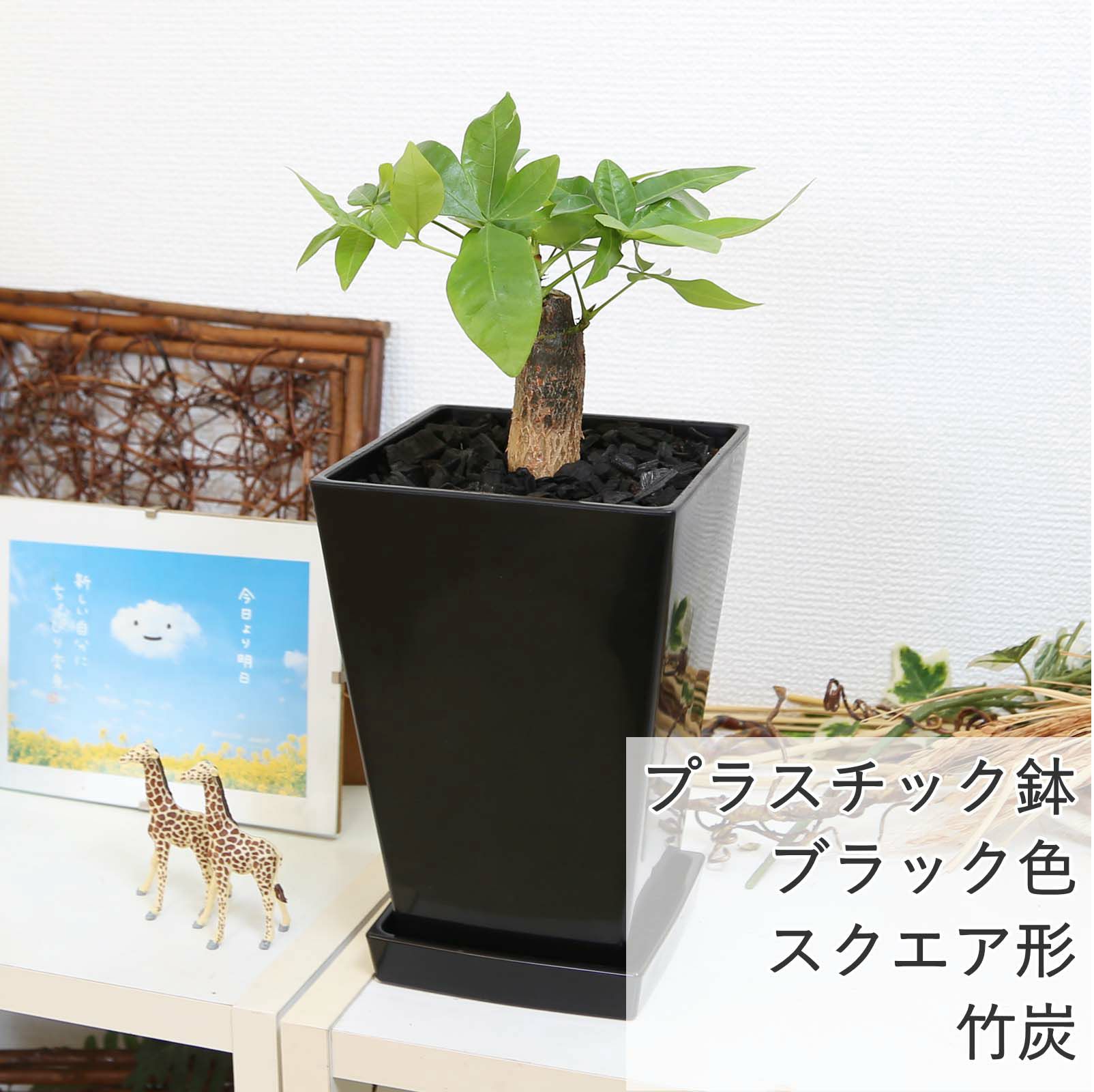 パキラ 5号 スクエアブラックプラスチック鉢 竹炭