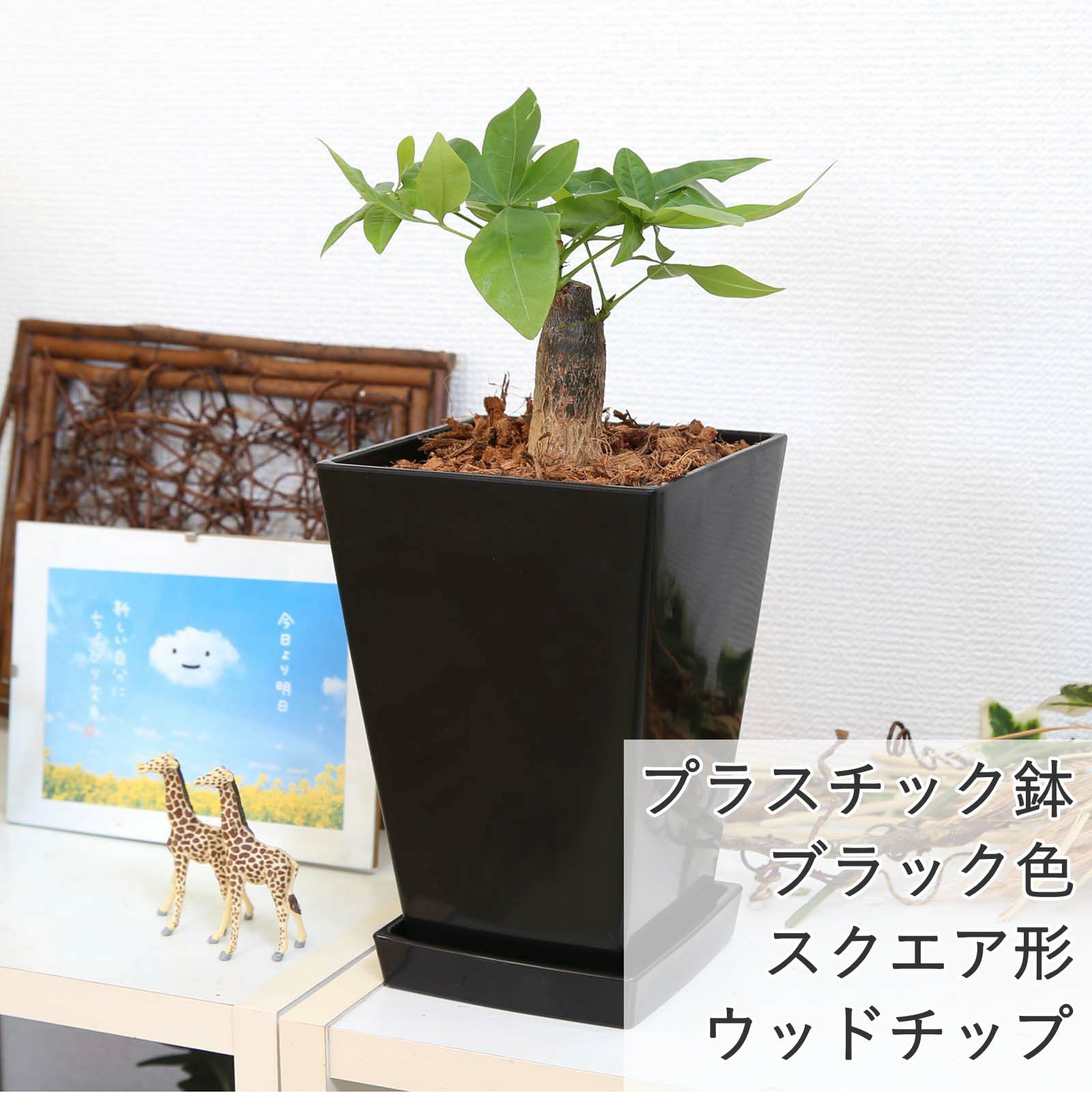 パキラ 5号 スクエアブラックプラスチック鉢 ウッドチップ
