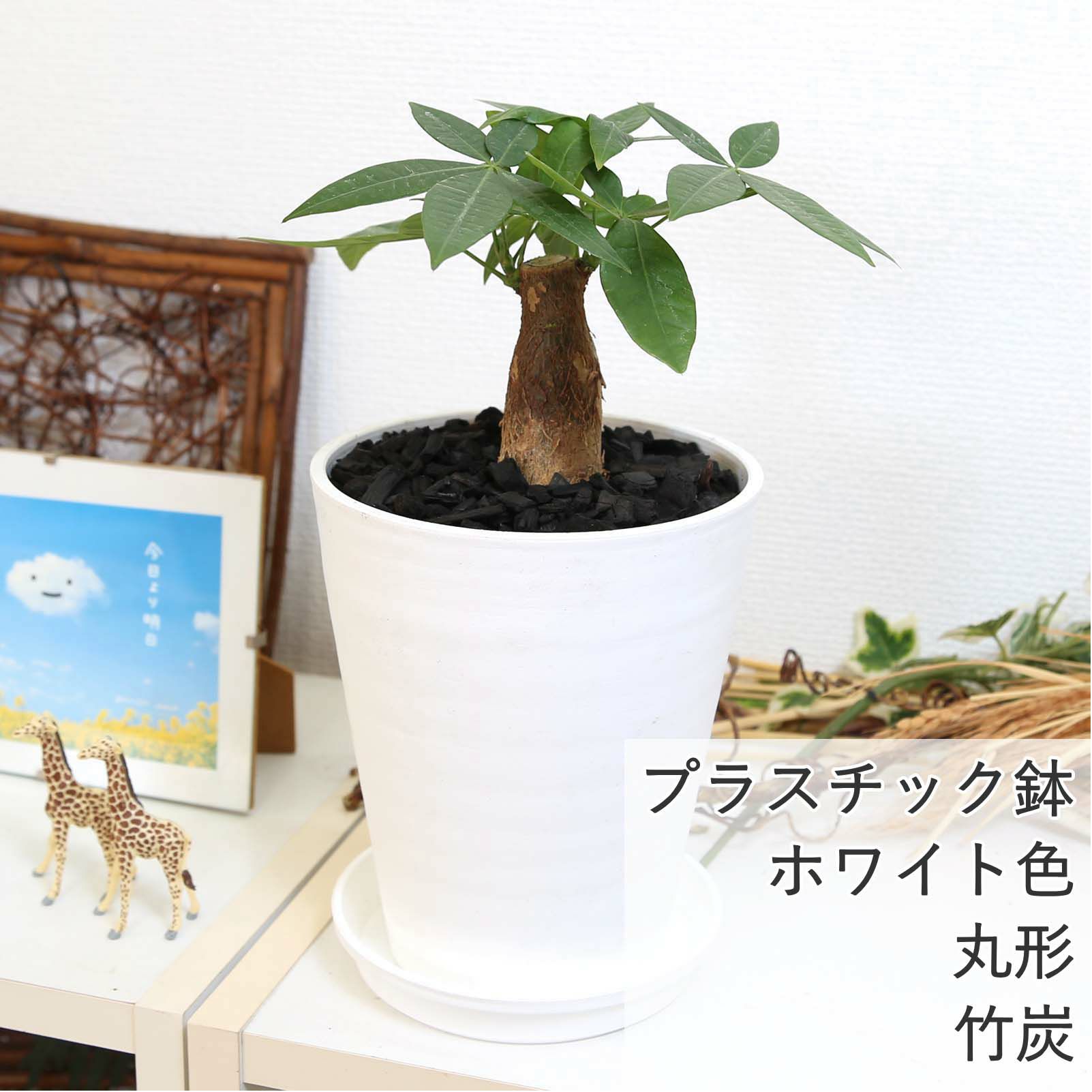 パキラ 5号 ホワイトプラスチック セラアート鉢 竹炭