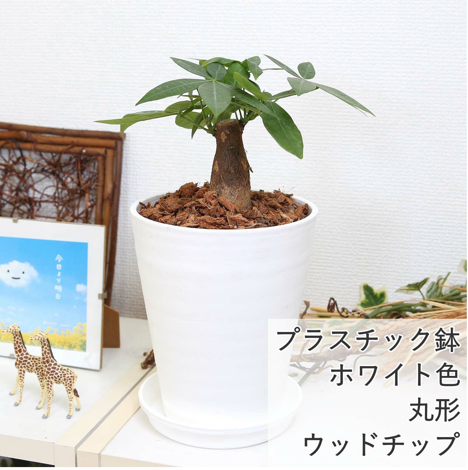 パキラ 5号 ホワイトプラスチック セラアート鉢 ウッドチップ