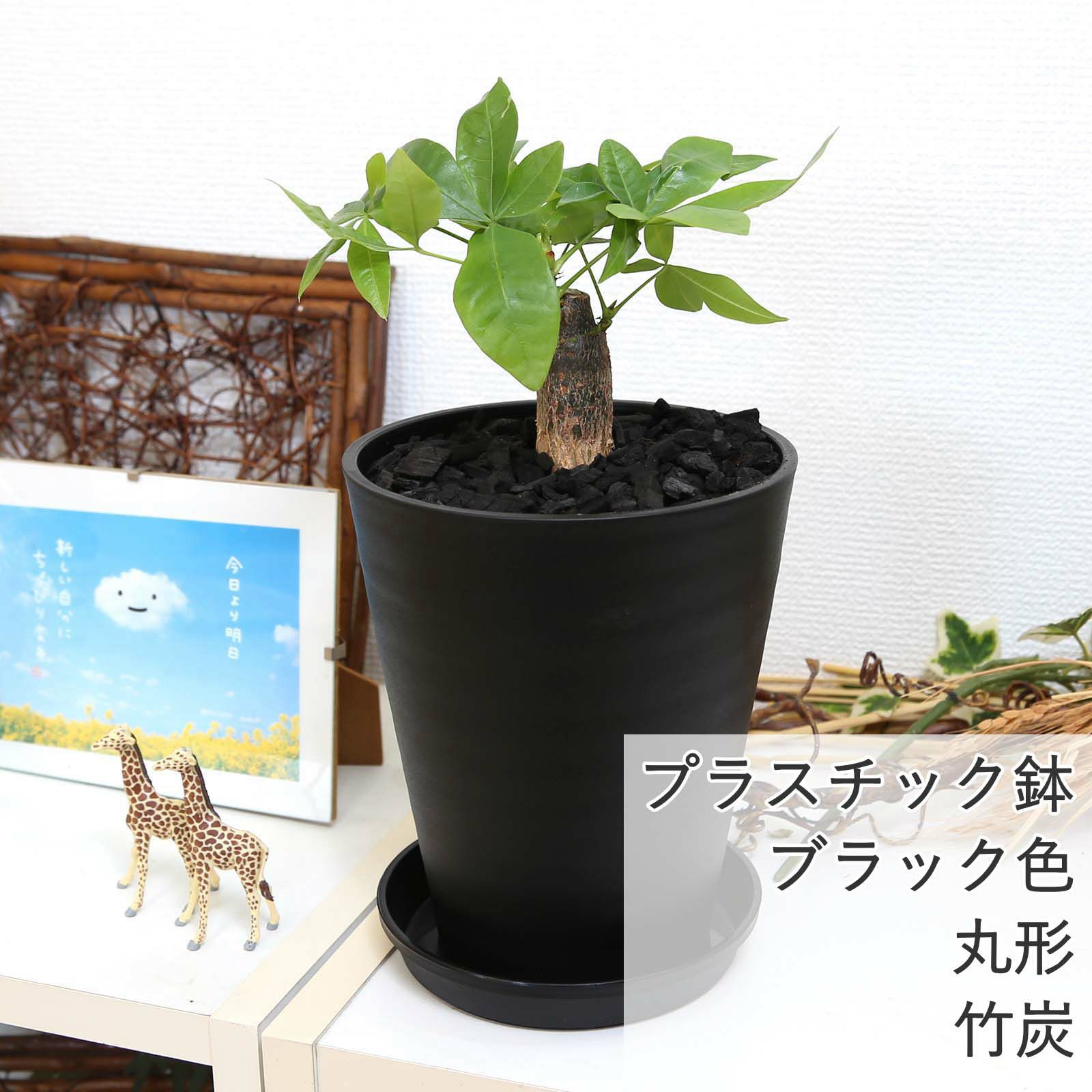 パキラ 5号 ブラックプラスチック セラアート鉢 竹炭