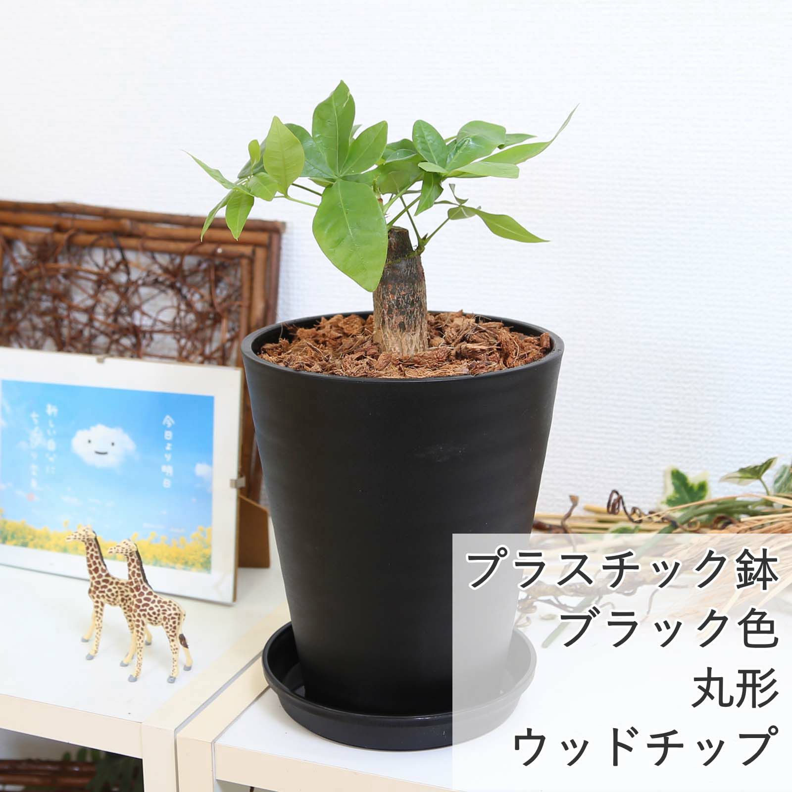 パキラ 5号 ブラックプラスチック セラアート鉢 ウッドチップ