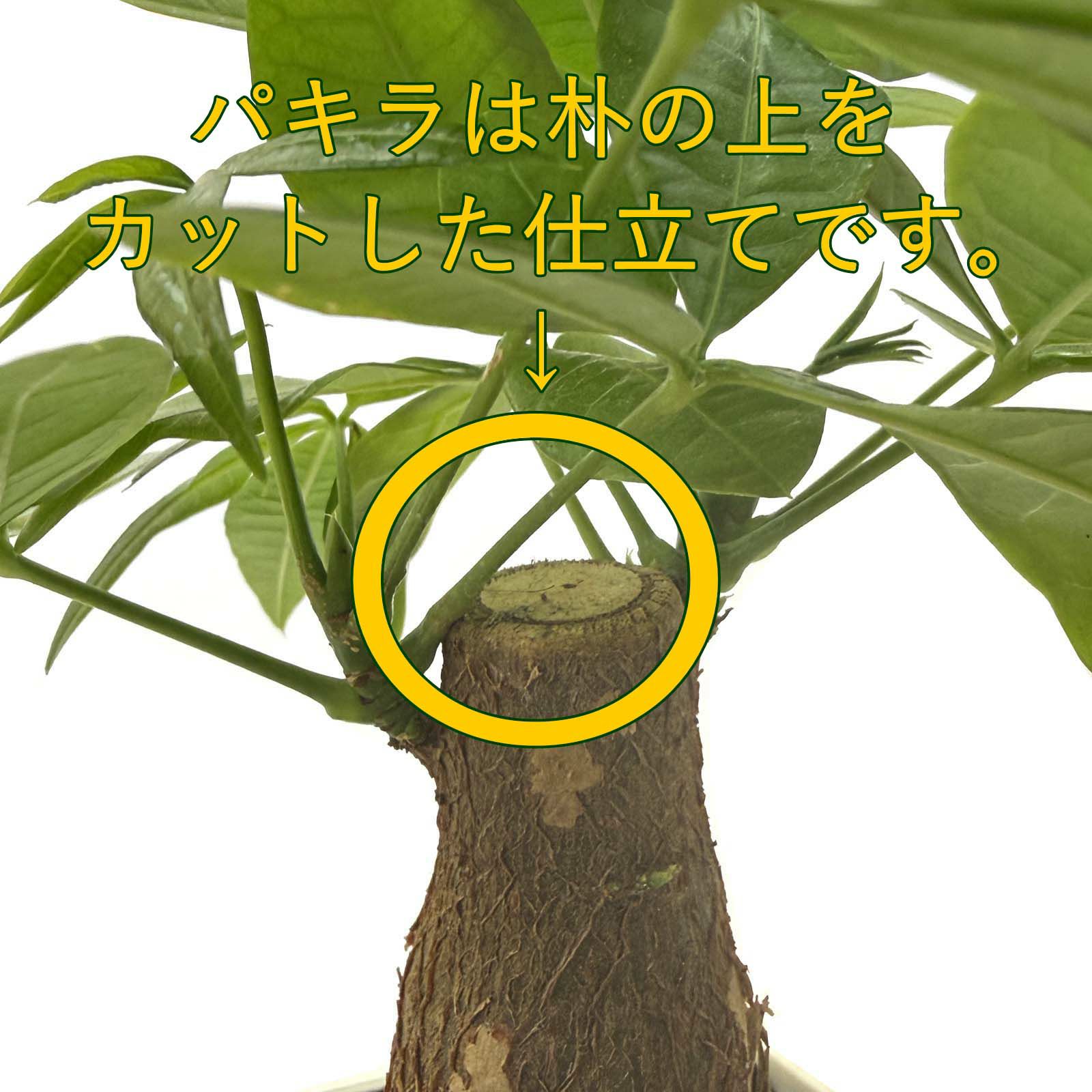 パキラ 5号 選べるプラスチック鉢