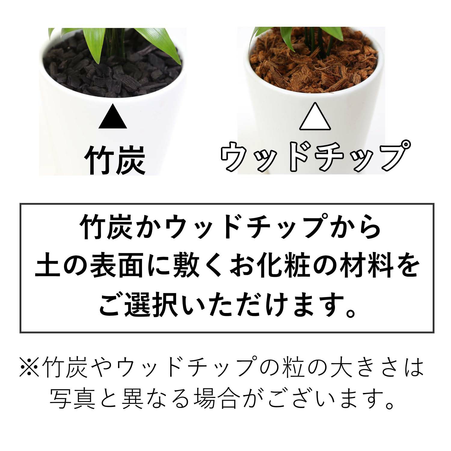 ナギの木 4号 土の表面 竹炭 or ウッドチップ