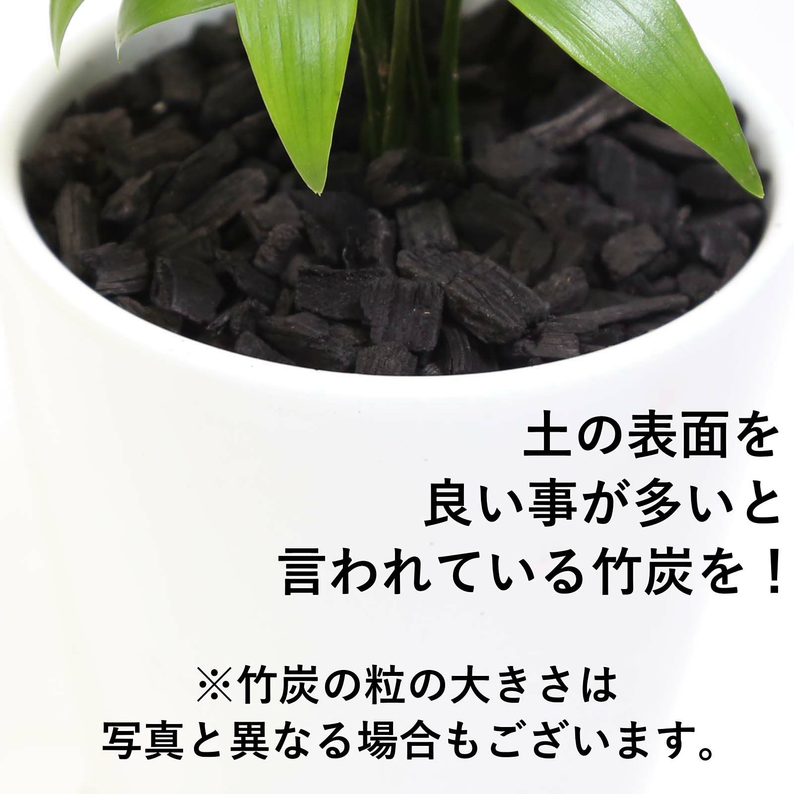 ナギの木 4号 土の表面 竹炭