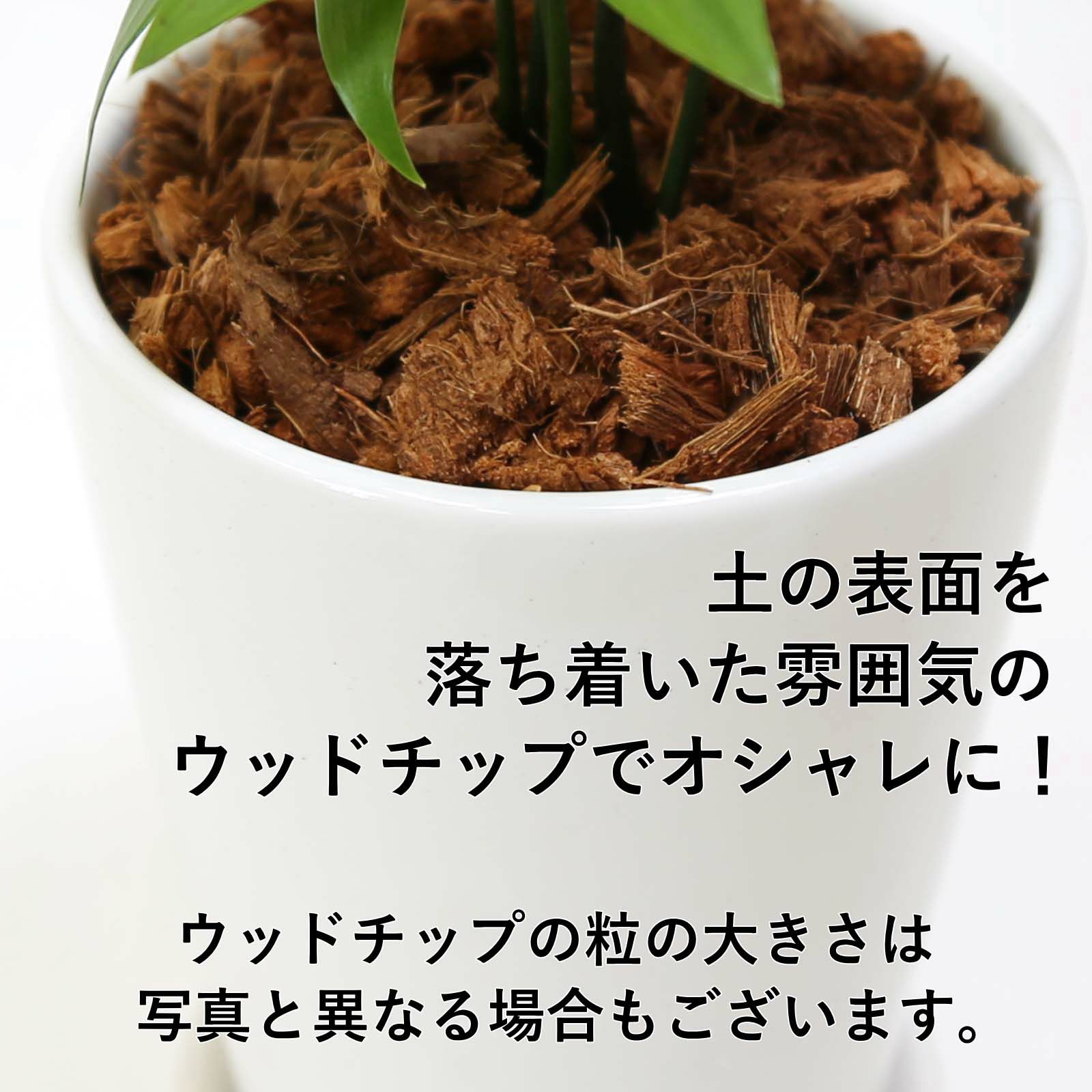 ナギの木 4号 土の表面 ウッドチップ