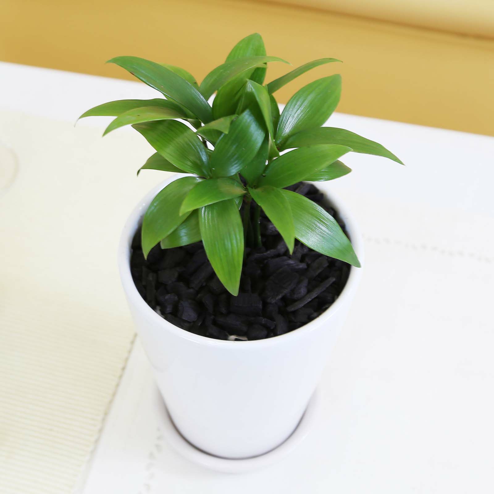 ナギの木 4号 陶器製のお皿付き