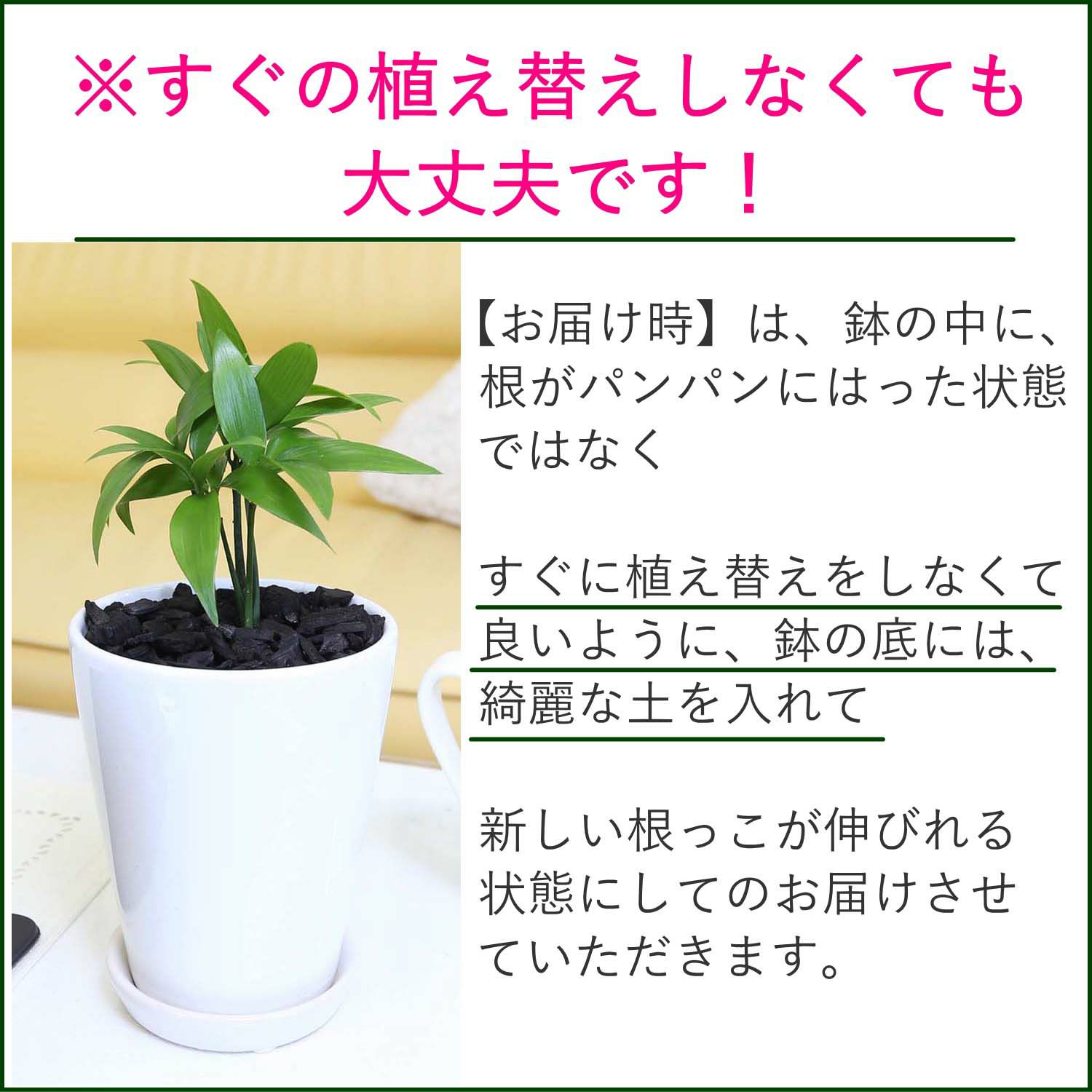 ナギの木 4号 陶器製のお皿付き