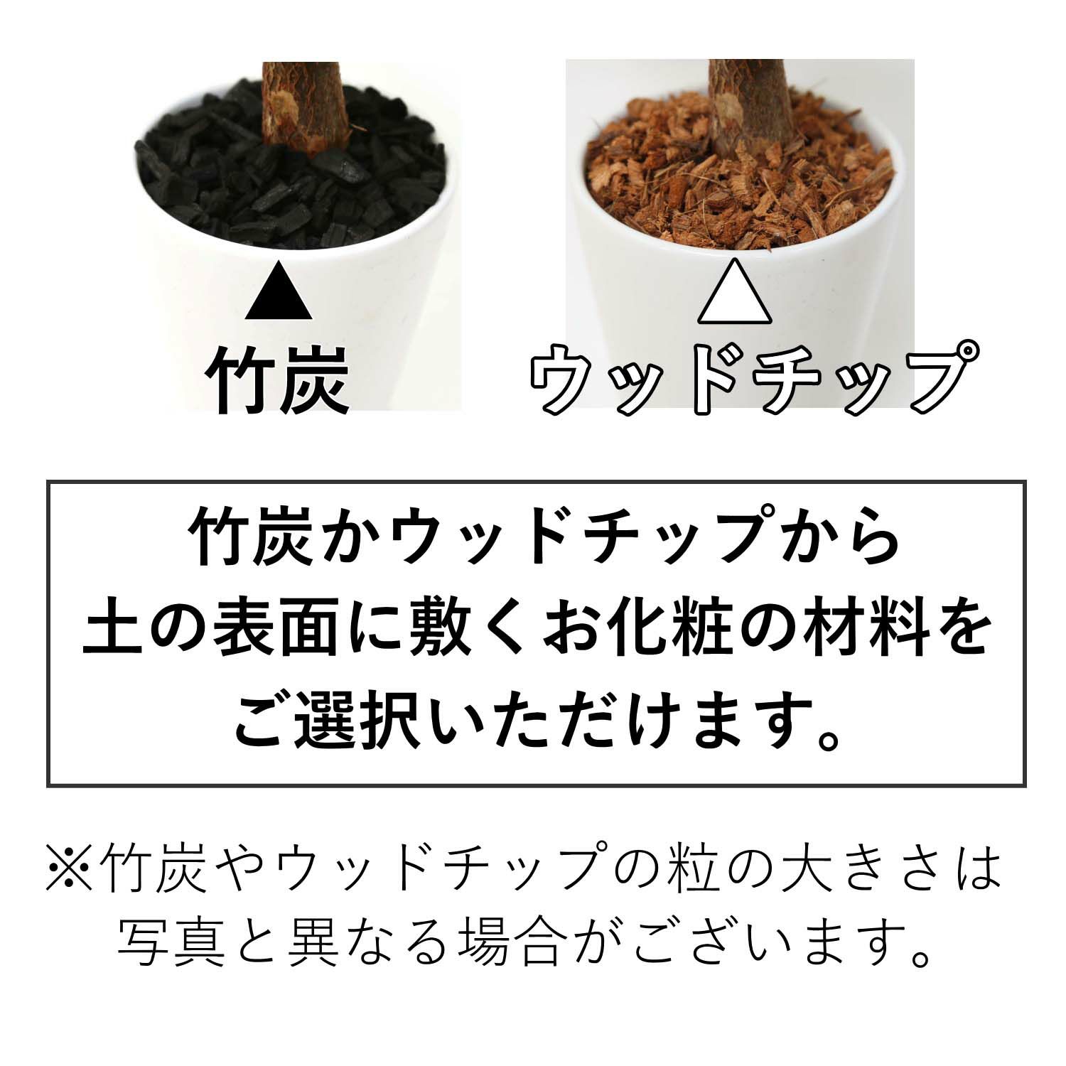 パキラ 4号 ホワイト陶器鉢 竹炭 or ウッドチップ