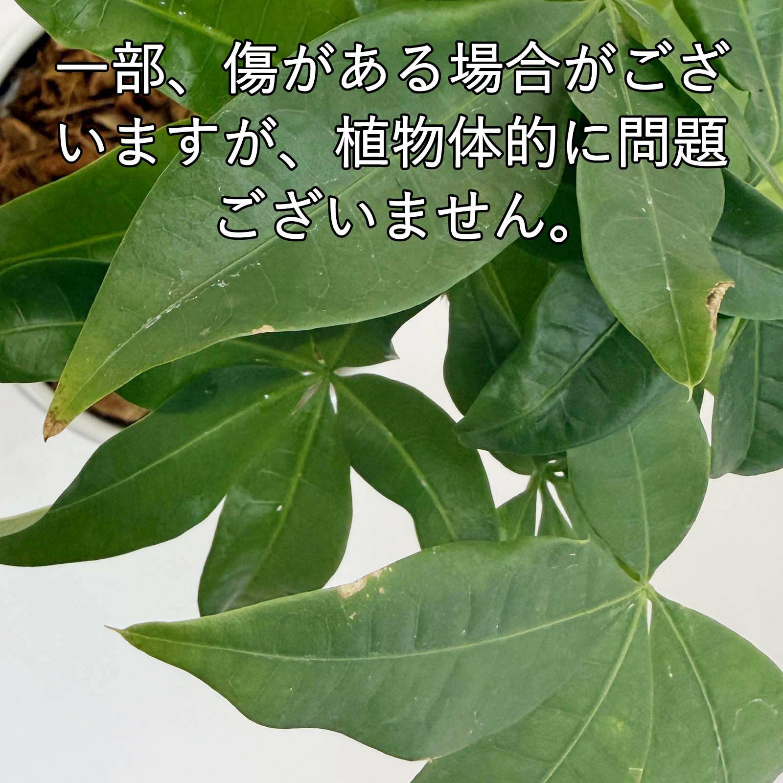 葉の傷